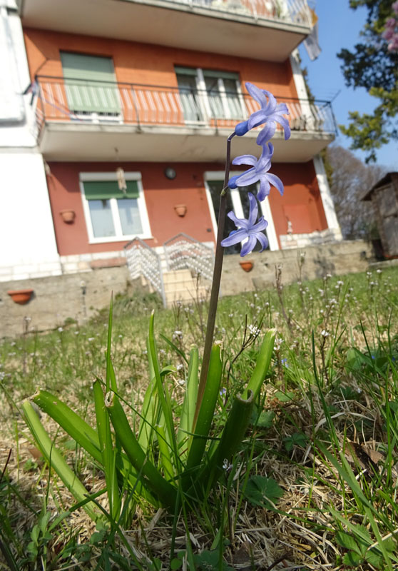 Hyacinthus orientalis - Liliaceae